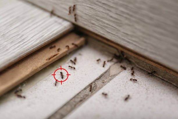 Best Rodent Control Near Me  in Thomasboro, IL