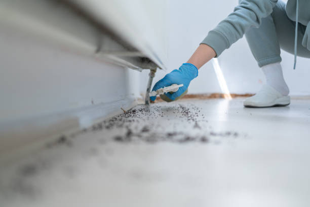 Best Local Pest Control Services  in Thomasboro, IL